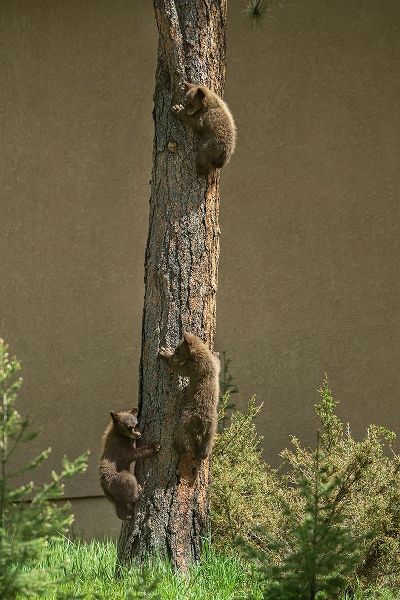 Colorado-Woodland Park Black bear cubs climbing tree